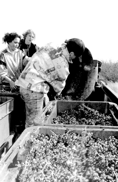 Historique du camp international de vendanges