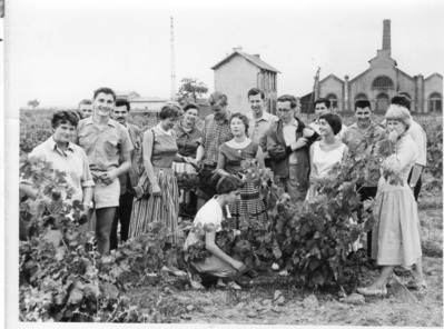 Historique du camp international de vendanges