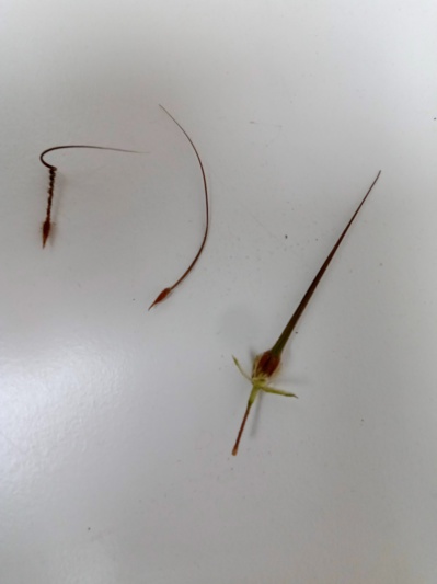 Retour sur les promenades accompagnées dans Lézignan Retour sur les promenades accompagnées dans Lézignan