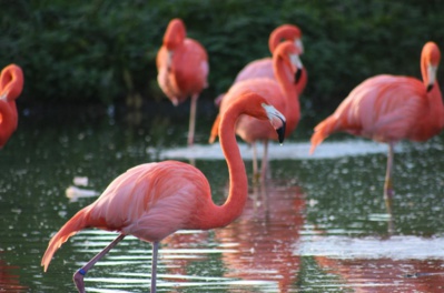 Samedi 30 septembre : Reprise des sorties ornithologiques Samedi 30 septembre : Reprise des sorties ornithologiques