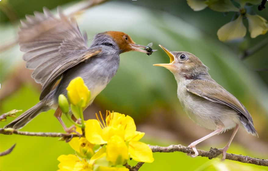 Samedi 30 septembre : Reprise des sorties ornithologiques